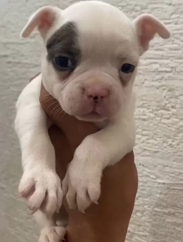 Özel Renk Franch Bulldog Bebeklerim
