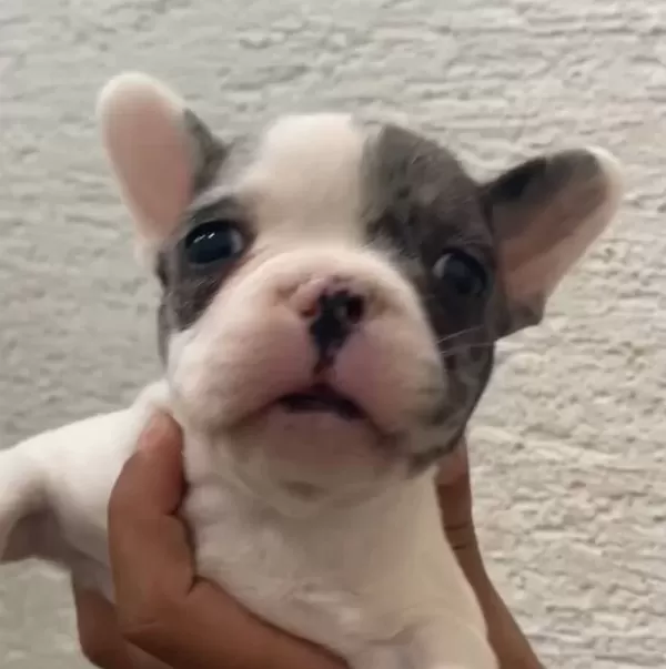 Özel Renk Franch Bulldog Bebeklerim