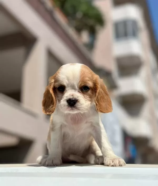 Irk Ve Sağlık Garantili King Charles Cavalier Yavrularım