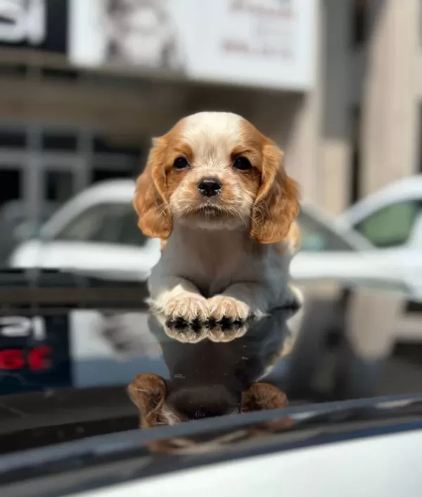 Irk Ve Sağlık Garantili King Charles Cavalier Yavrularım