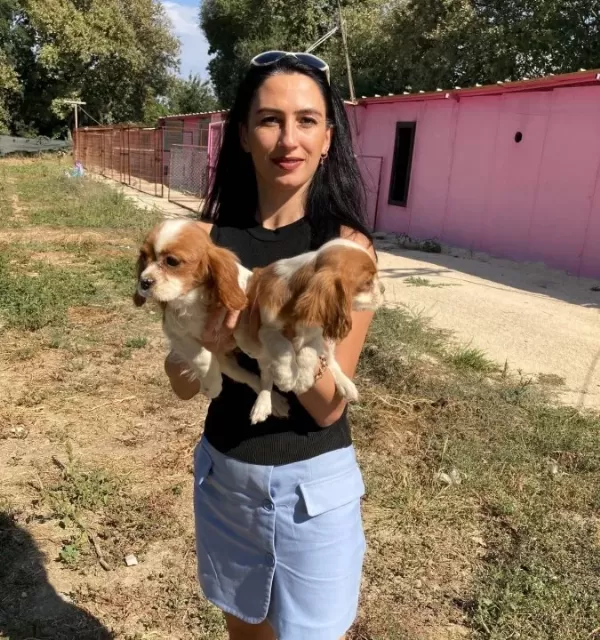 Cavalier Yavrularımız Sağlık Ve Irk Garantilidir