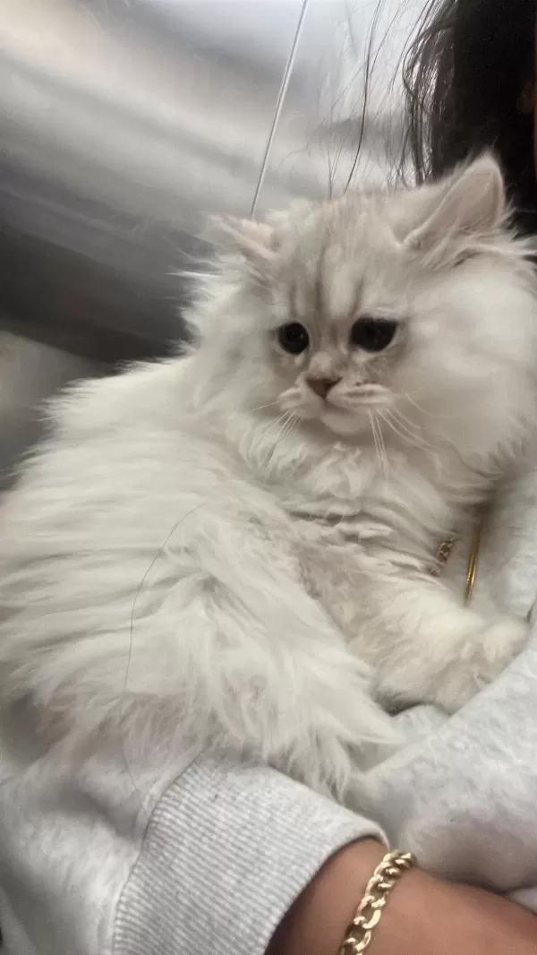 Fiyat Düştü Aciliyetten Uygun Masrafsız British Longhair