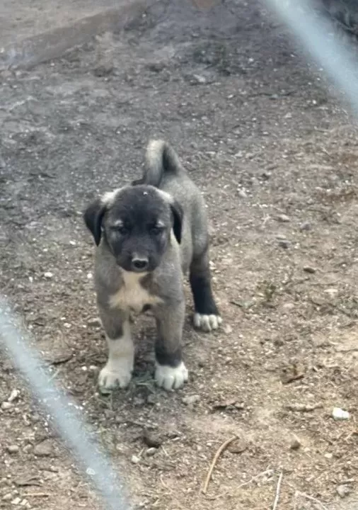 Kangal Köpeği Ve Yavruları