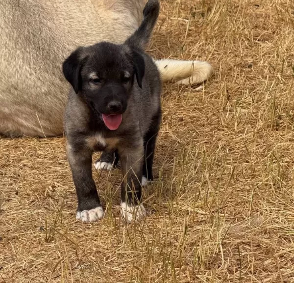 Kangal Köpeği Ve Yavruları