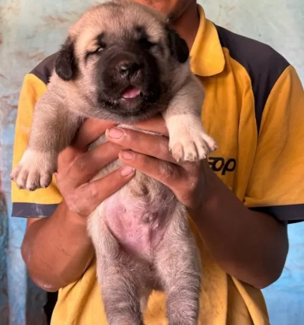 Kangal Köpeği Ve Yavruları