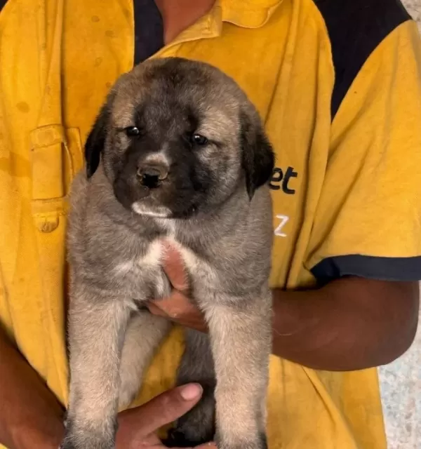 Kangal Köpeği Ve Yavruları