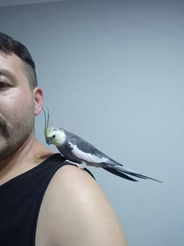 Hazir Takim Sultan Papağani