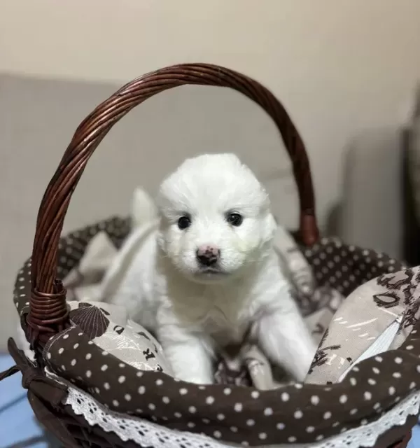 Karbeyazı Mükemmel Samoyed Bebeklerim