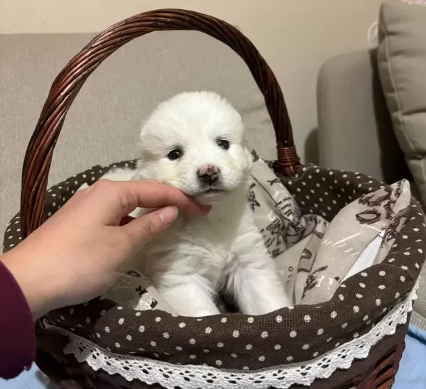 Karbeyazı Mükemmel Samoyed Bebeklerim