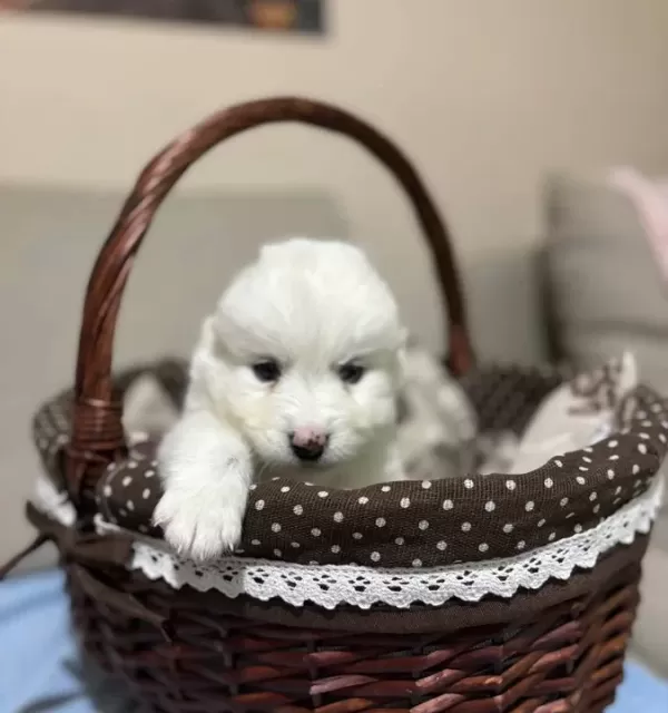 Karbeyazı Mükemmel Samoyed Bebeklerim