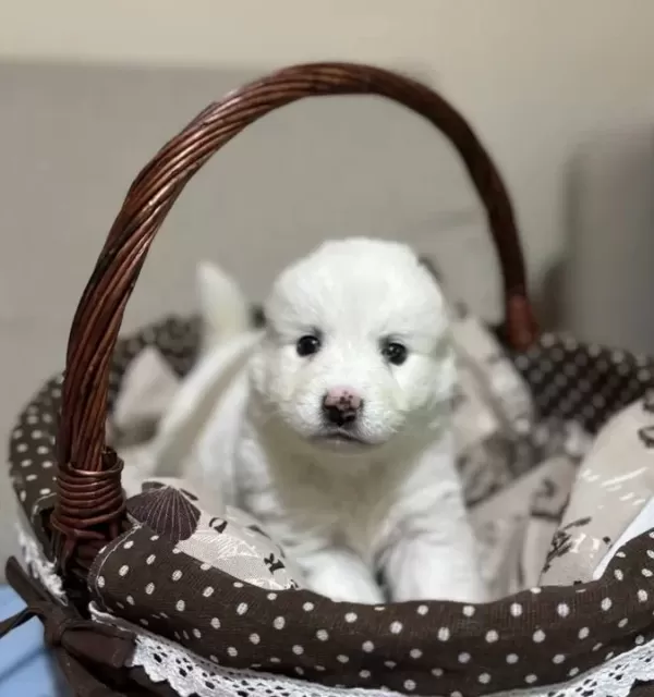 Karbeyazı Mükemmel Samoyed Bebeklerim