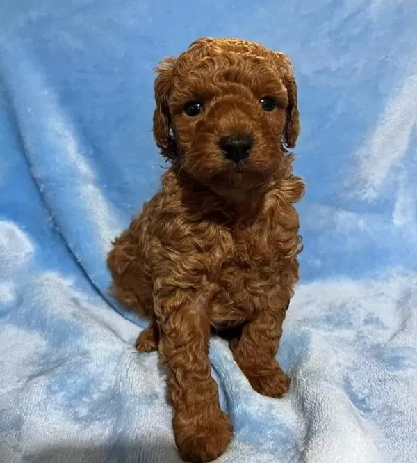 Toy Poodle Yavrularimiz Seçkin Kan Hatlari