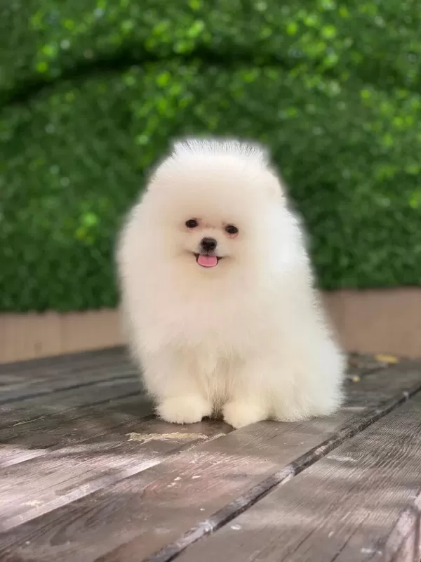 Tea Cup Ayı Surat Pomeranian Yavrularımız