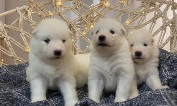 Gülen Yüzlü Efsane Samoyed Yavrularımız