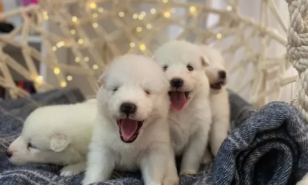 Gülen Yüzlü Efsane Samoyed Yavrularımız