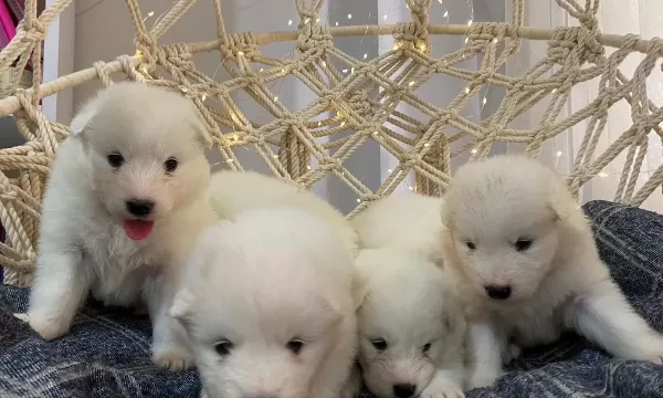 Gülen Yüzlü Efsane Samoyed Yavrularımız