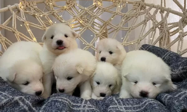 Gülen Yüzlü Efsane Samoyed Yavrularımız