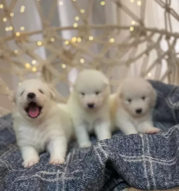 Gülen Yüzlü Efsane Samoyed Yavrularımız