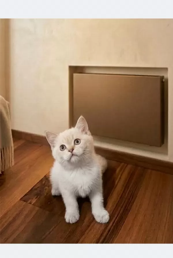 Pendik Evden British Shorthair
