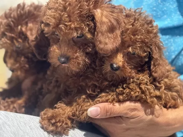 Ankaranın En Güzel Toy Poodle Yavruları