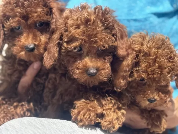 Ankaranın En Güzel Toy Poodle Yavruları