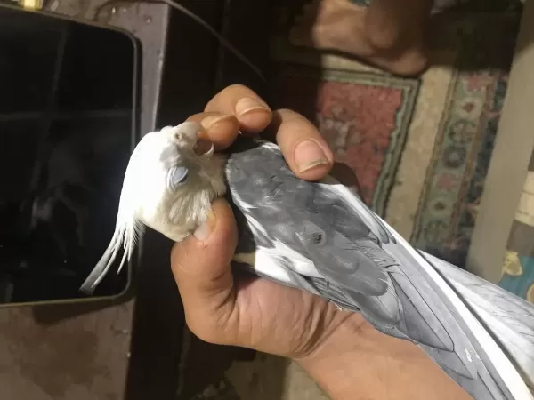 White Face Erkek Dişi Sultan Papağ Video Resim Vardır