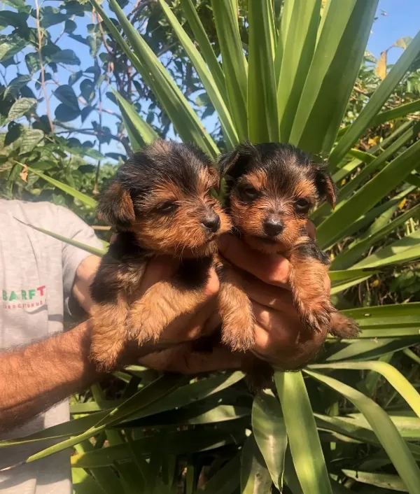 Sevimli Şirin Harika Yorkshire Terrier Yavrularımız