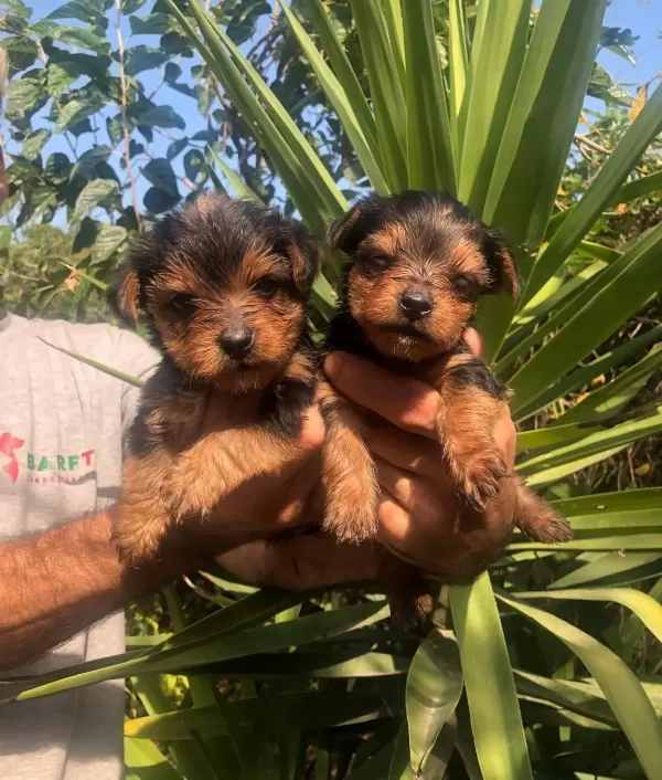 Sevimli Şirin Harika Yorkshire Terrier Yavrularımız