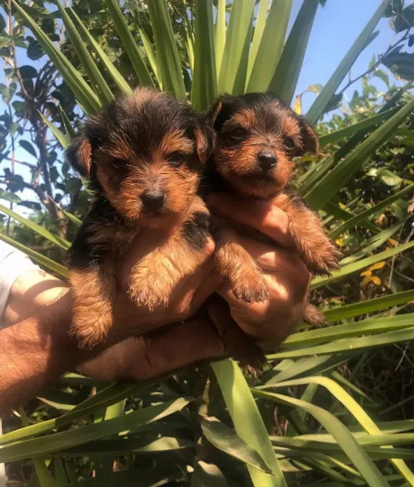 Sevimli Şirin Harika Yorkshire Terrier Yavrularımız