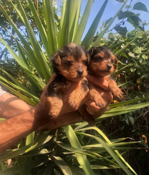 Sevimli Şirin Harika Yorkshire Terrier Yavrularımız
