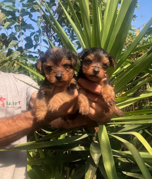 Sevimli Şirin Harika Yorkshire Terrier Yavrularımız