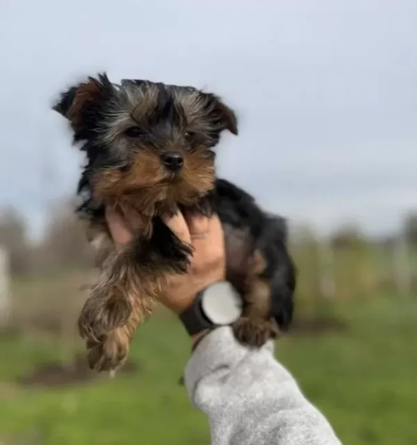 Tea Cupe Yorkshire Terrier Bebeklerimiz Sun Kennels