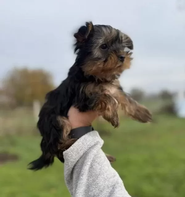 Tea Cupe Yorkshire Terrier Bebeklerimiz Sun Kennels