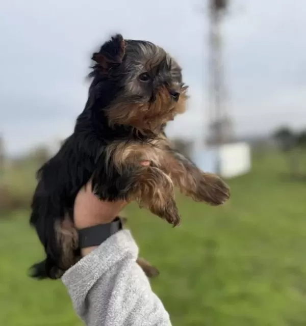 Tea Cupe Yorkshire Terrier Bebeklerimiz Sun Kennels