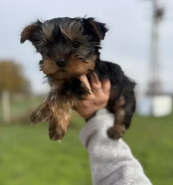 Tea Cupe Yorkshire Terrier Bebeklerimiz Sun Kennels