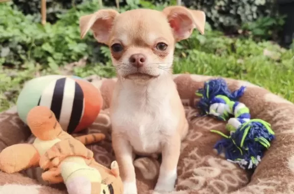 Şivava Safkan Köpeğimiz
