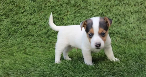 Köpek Irkının En Zeki Tüm Özellikleriyle Tercih Edilen Dostl