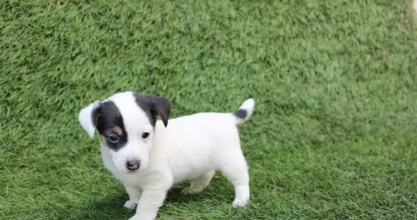 Köpek Irkının En Zeki Tüm Özellikleriyle Tercih Edilen Dostl