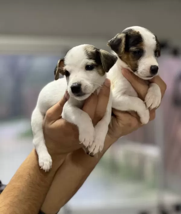 Kısa Bacak Jack Russel Bebekler