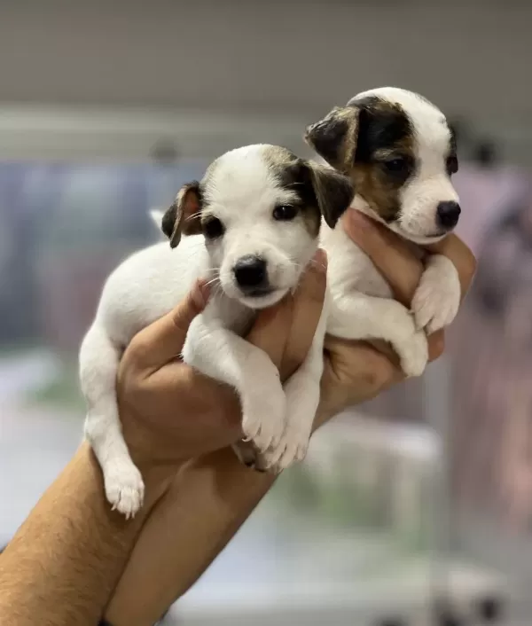Kısa Bacak Jack Russel Bebekler