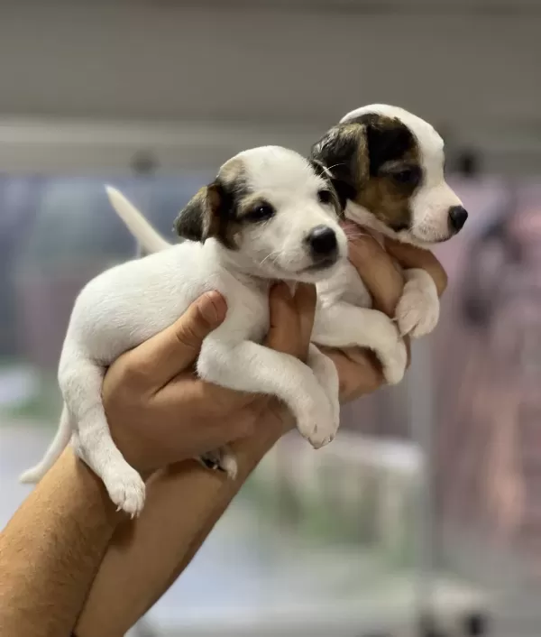 Kısa Bacak Jack Russel Bebekler