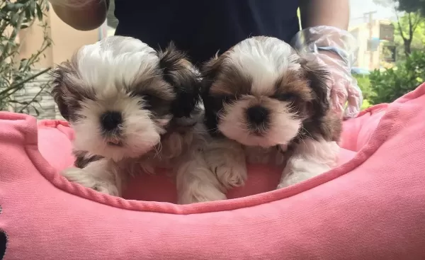 Orjinal Shih Tzu Bebekler