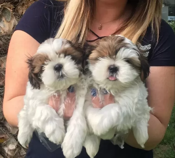 Orjinal Shih Tzu Bebekler