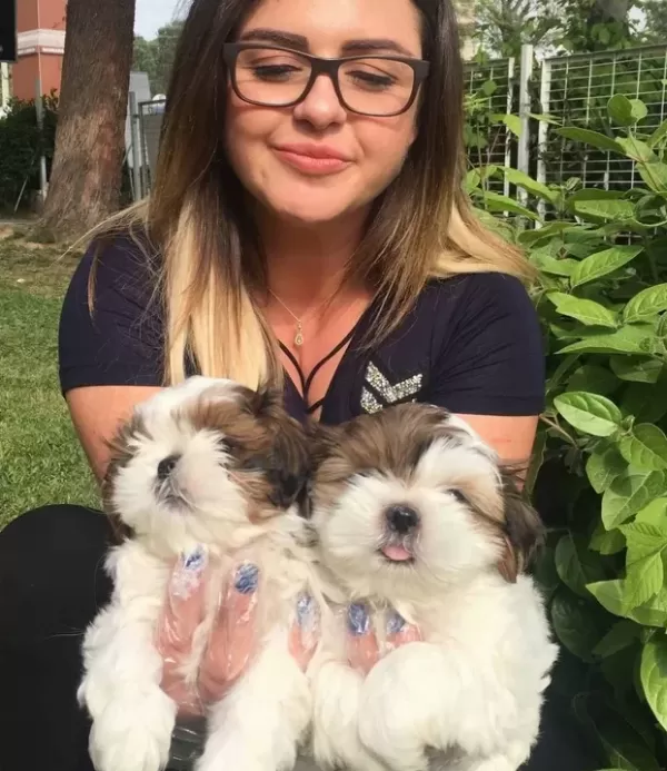 Orjinal Shih Tzu Bebekler