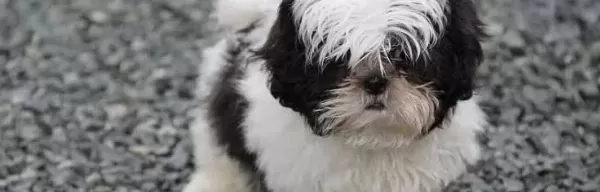 Safkan Burun Shihtzu Bebekler