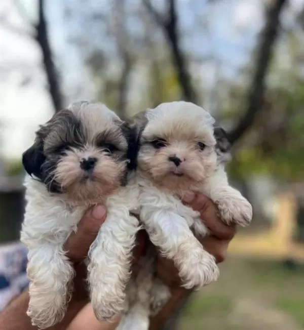 Mini Boy Shih Tzu Yavrularimiz