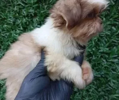 Son Bir Adet Di̇şi̇ Prenses Shih Tzu Yavrumuz
