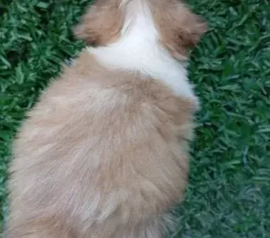 Son Bir Adet Di̇şi̇ Prenses Shih Tzu Yavrumuz