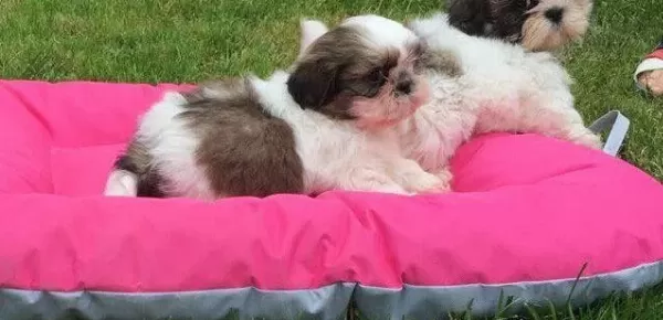 Saf Irk Hari Ka Shi H Tzu Bebekleri M
