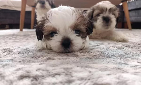 Mükemmel Renkler Shih Tzu Bebekler